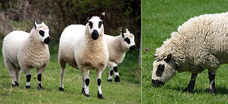 Kerry Hill schapen